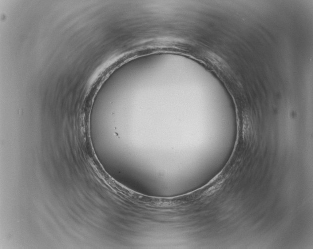 X0000052551164200507291908