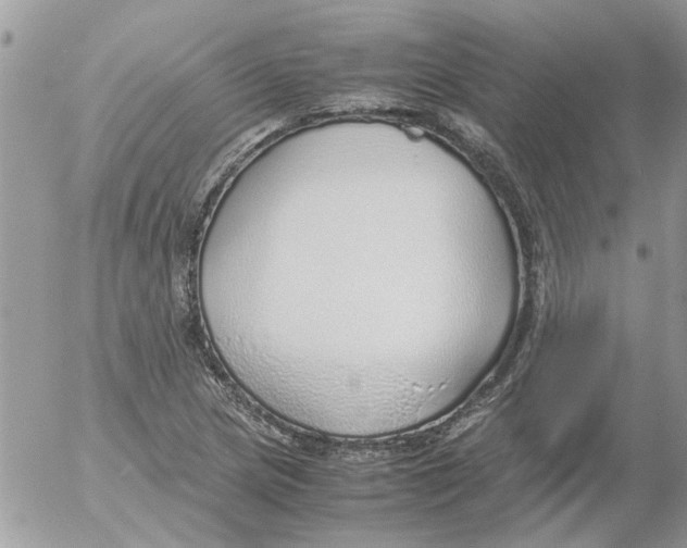 X0000052551217200507291907