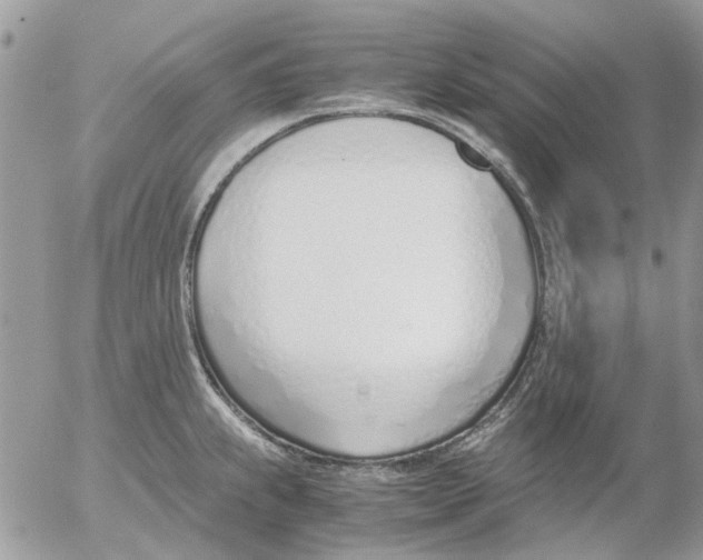 X0000052551239200507291907