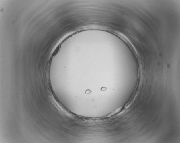 X0000052551244200507291907