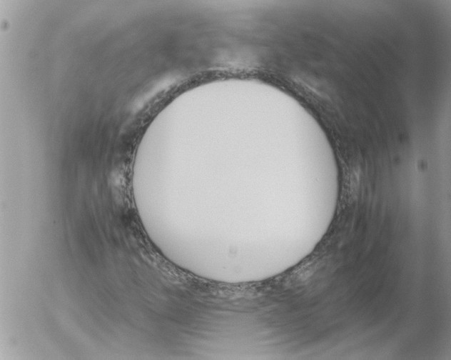 X0000052551254200507291907