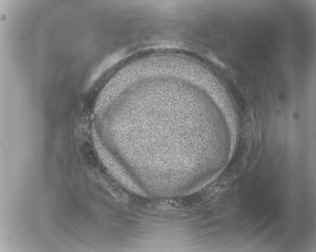 X0000052551255200507291907