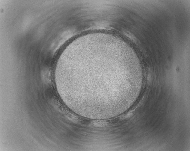 X0000052551258200507291907