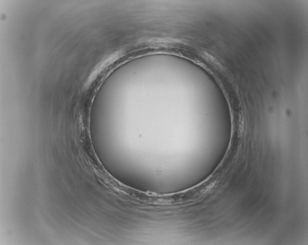 X0000052551261200507291907