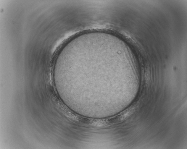 X0000052551262200507291907