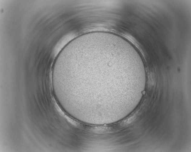 X0000052551290200507291906