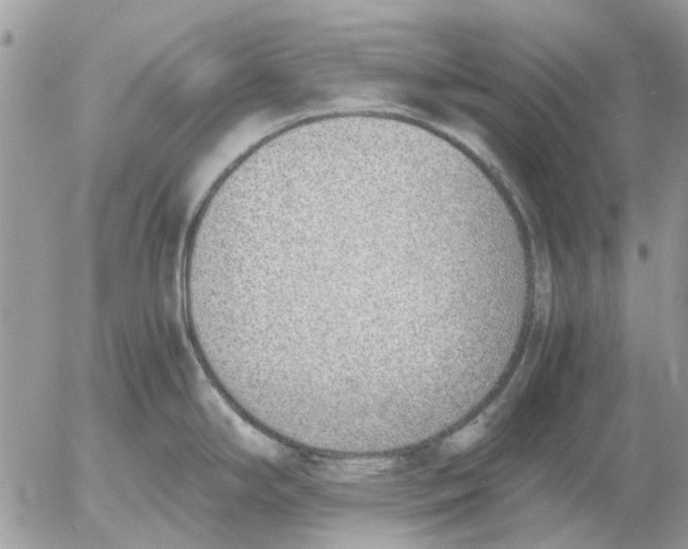 X0000052551294200507291906