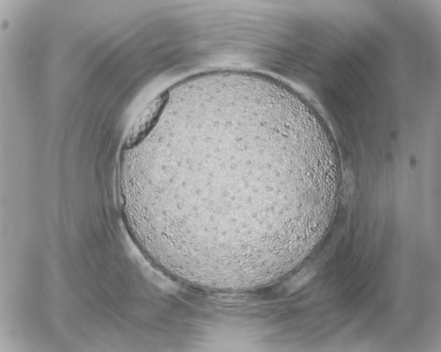 X0000052551295200507291906