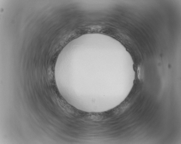 X0000052551395200507291904