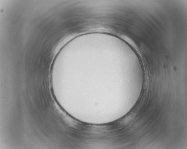 X0000052551439200507291904