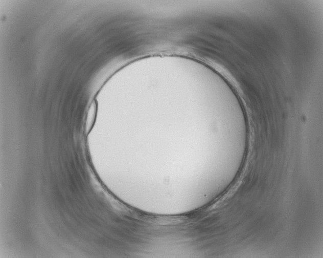 X0000052551440200507291904