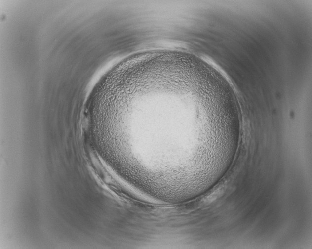 X0000052551477200507291903