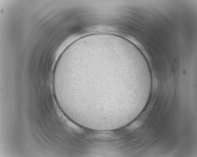 X0000052551486200507291903