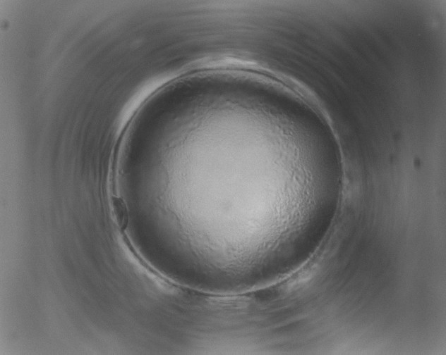 X0000052560863200507011154