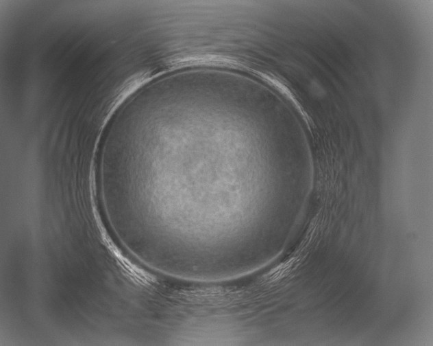 X0000052560999200507081631