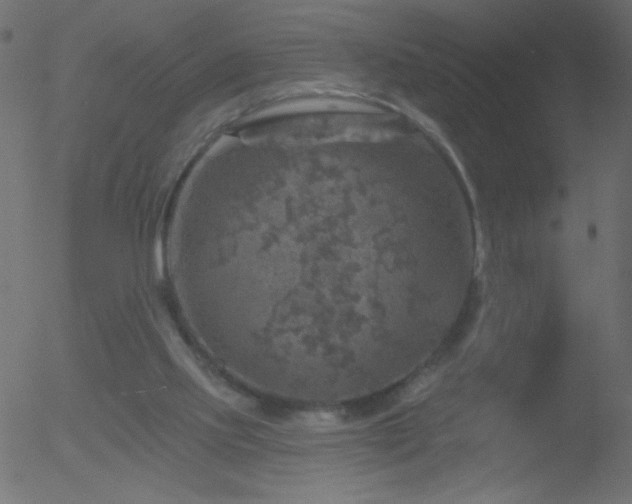 X0000052570061200507011231