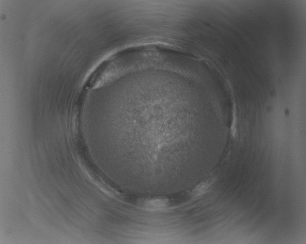 X0000052570156200507011229