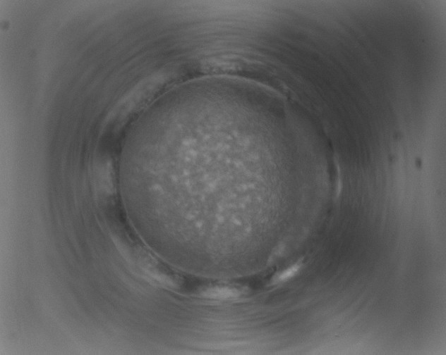 X0000052570224200507011229