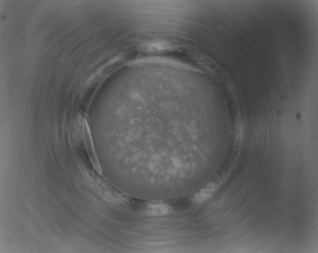 X0000052570376200507011227