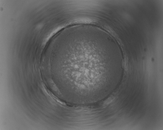 X0000052570434200507011224