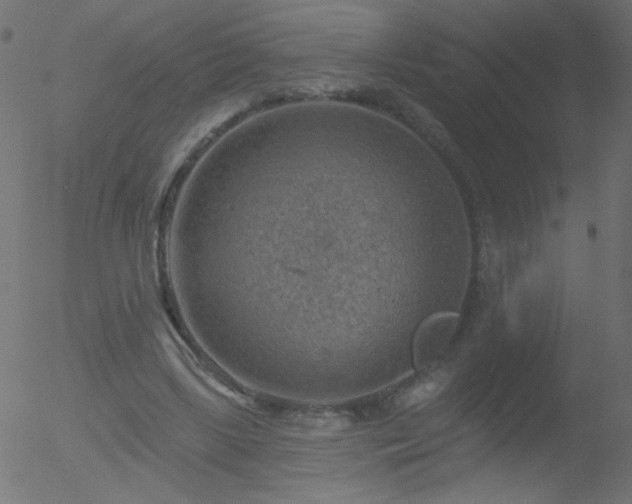 X0000052570443200507011225