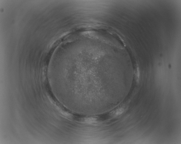 X0000052570462200507011225