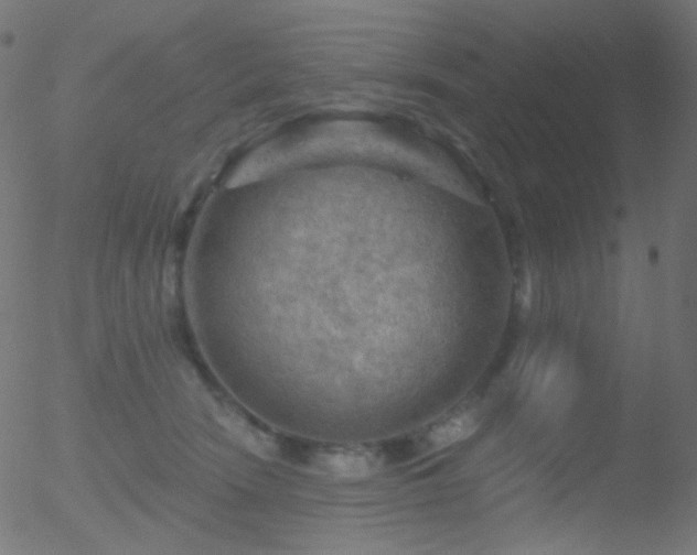 X0000052570466200507011225