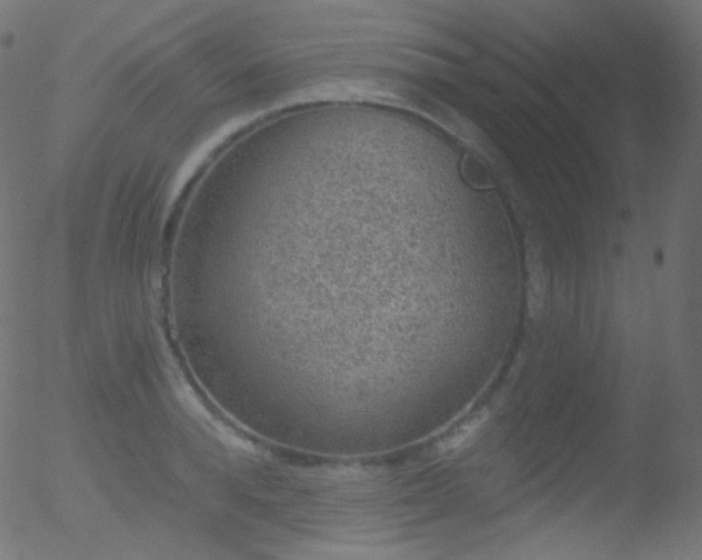 X0000052570896200507011218