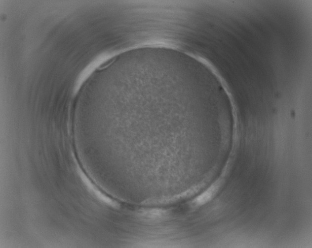 X0000052570910200507011217