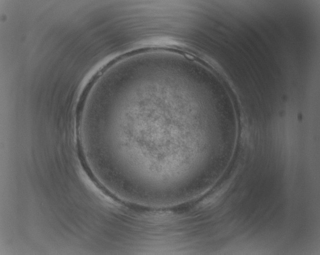 X0000052570939200507011217