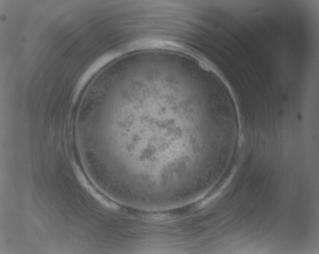 X0000052571053200507011216