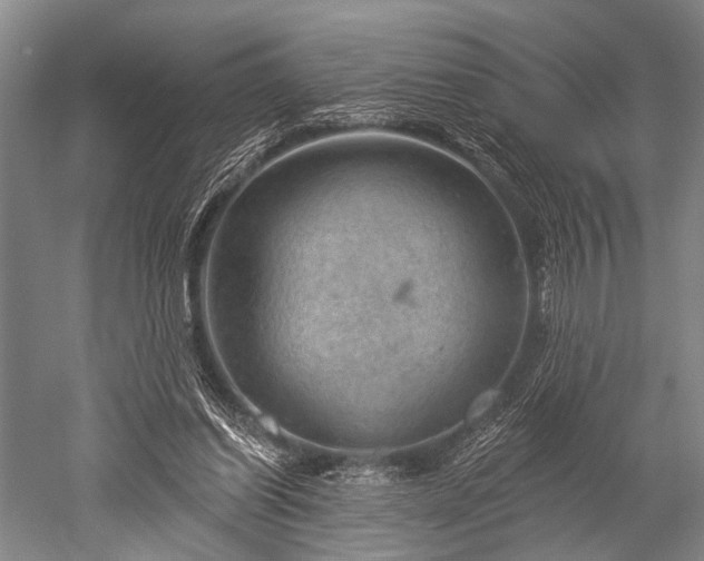 X0000052570254200507081709