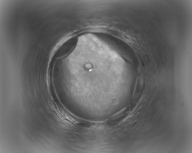 X0000052570294200507081709