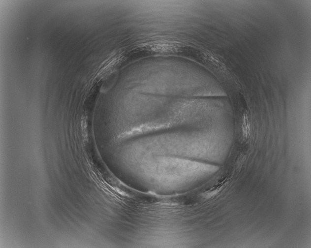 X0000052570696200507081702