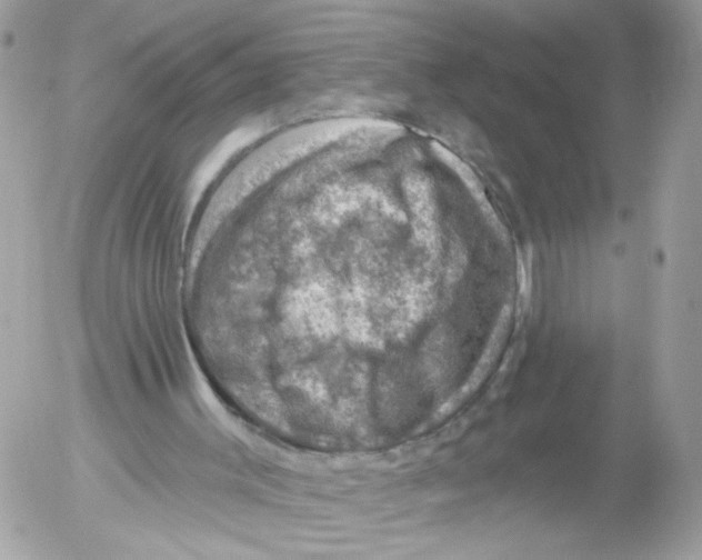 X0000052570003200507292018