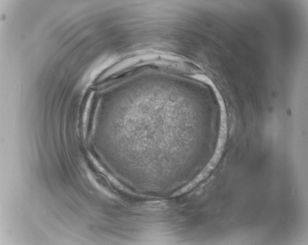 X0000052570050200507292017