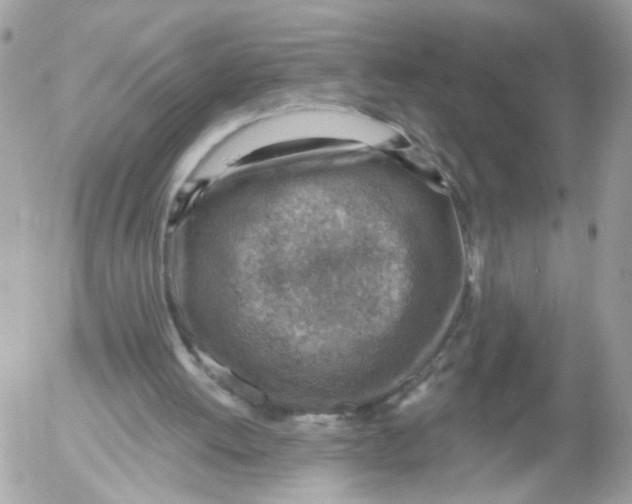 X0000052570052200507292017