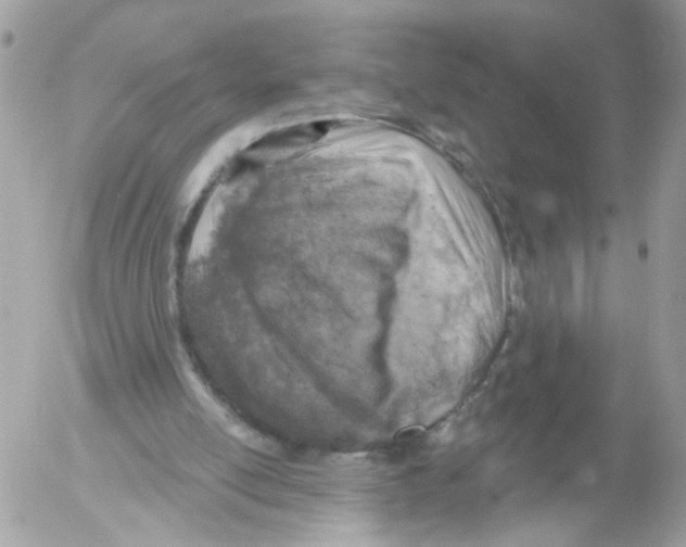 X0000052570054200507292017