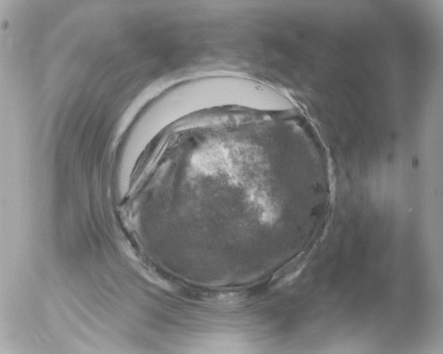 X0000052570056200507292017