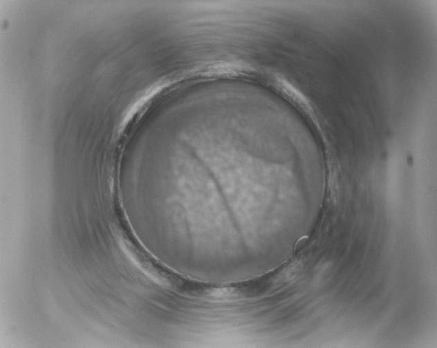 X0000052570059200507292017