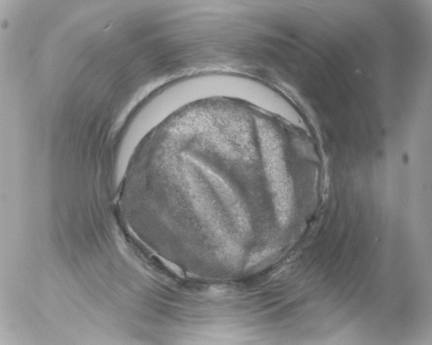 X0000052570060200507292017