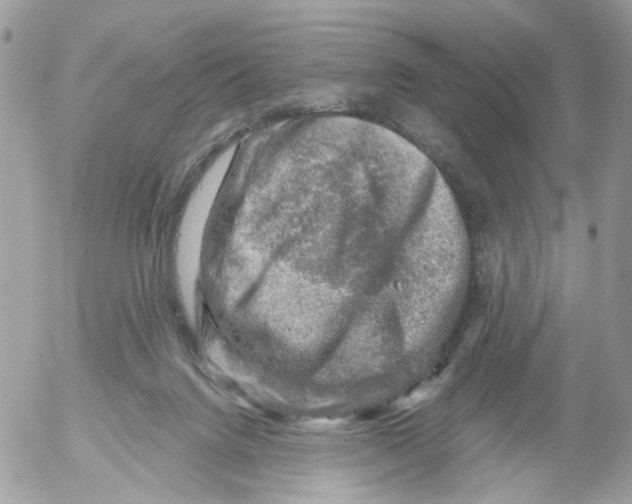 X0000052570072200507292017