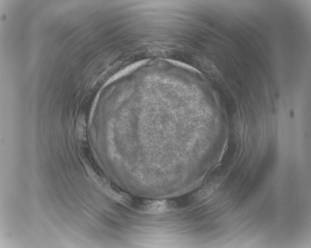 X0000052570083200507292017