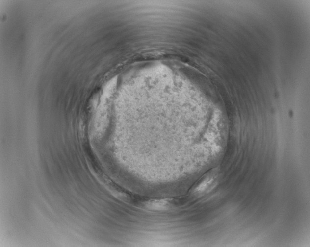 X0000052570086200507292017