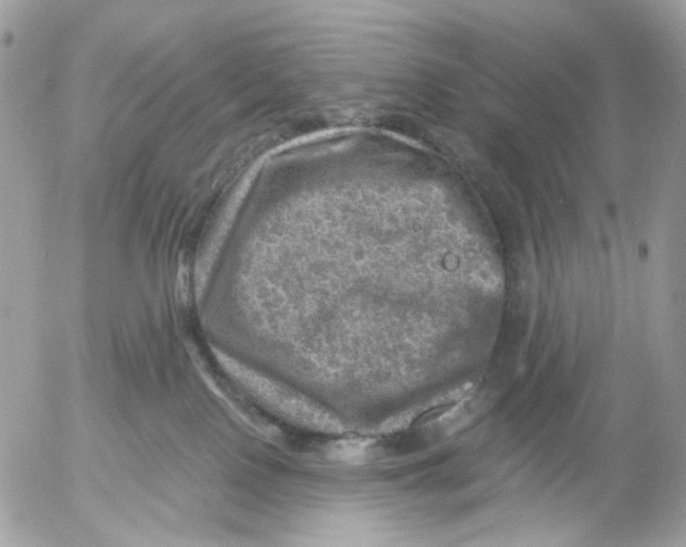 X0000052570090200507292017