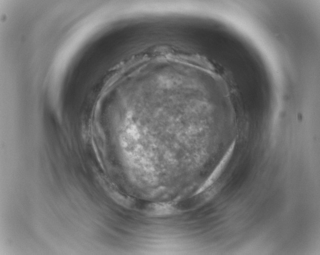 X0000052570093200507292017