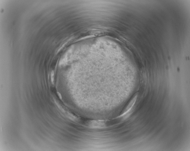 X0000052570094200507292017