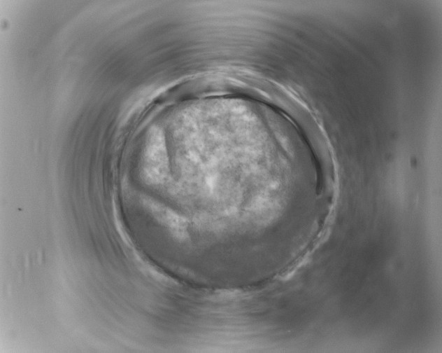 X0000052570097200507292017