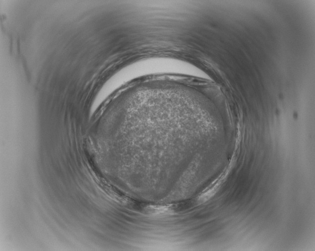 X0000052570170200507292015