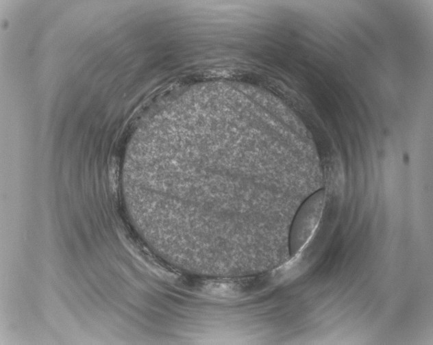 X0000052570174200507292016